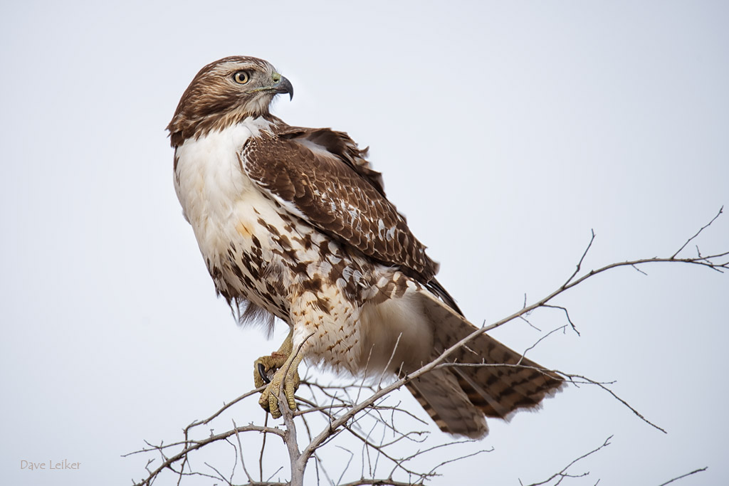 Red-tailed Hawk #2