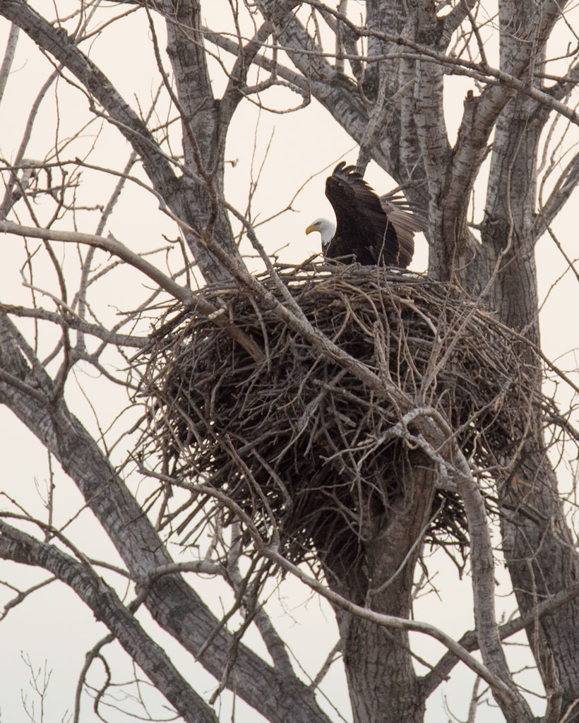 Eagle Nest