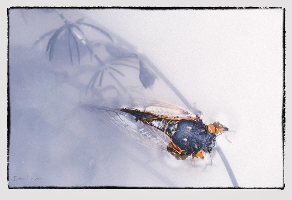 Red-eyed Cicada in Flood Waters