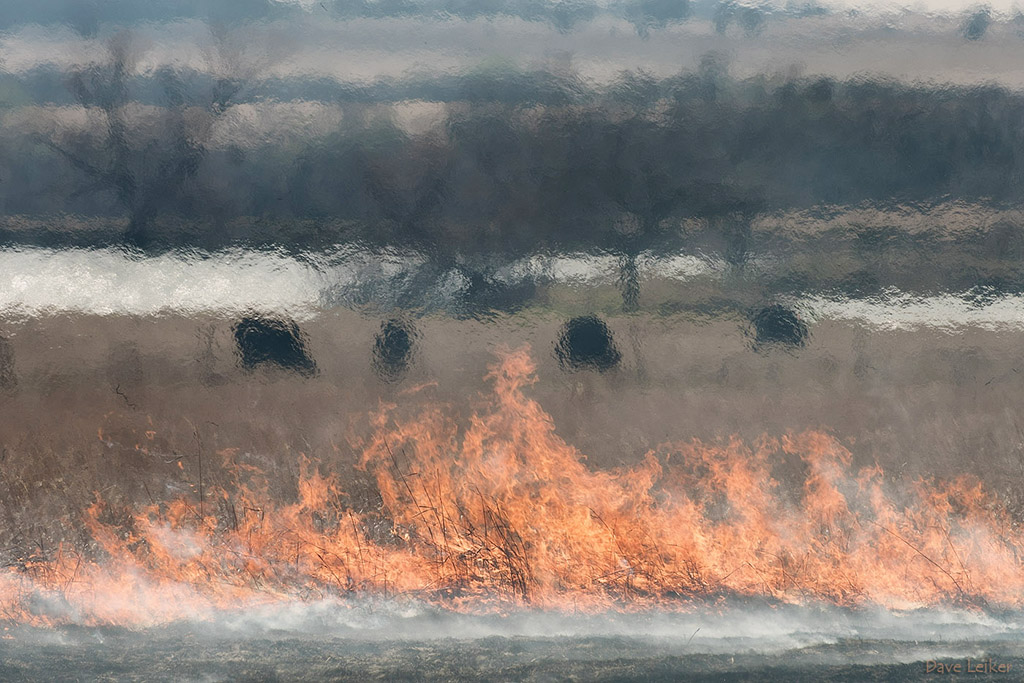 Prairie Burn and Cattle