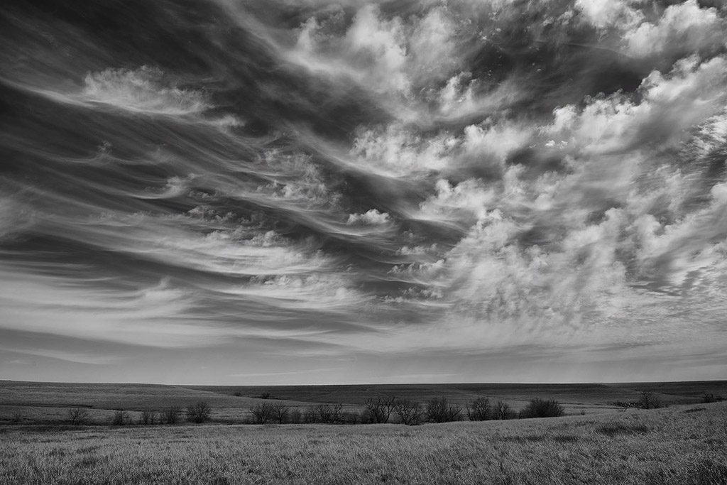 Sky Forest