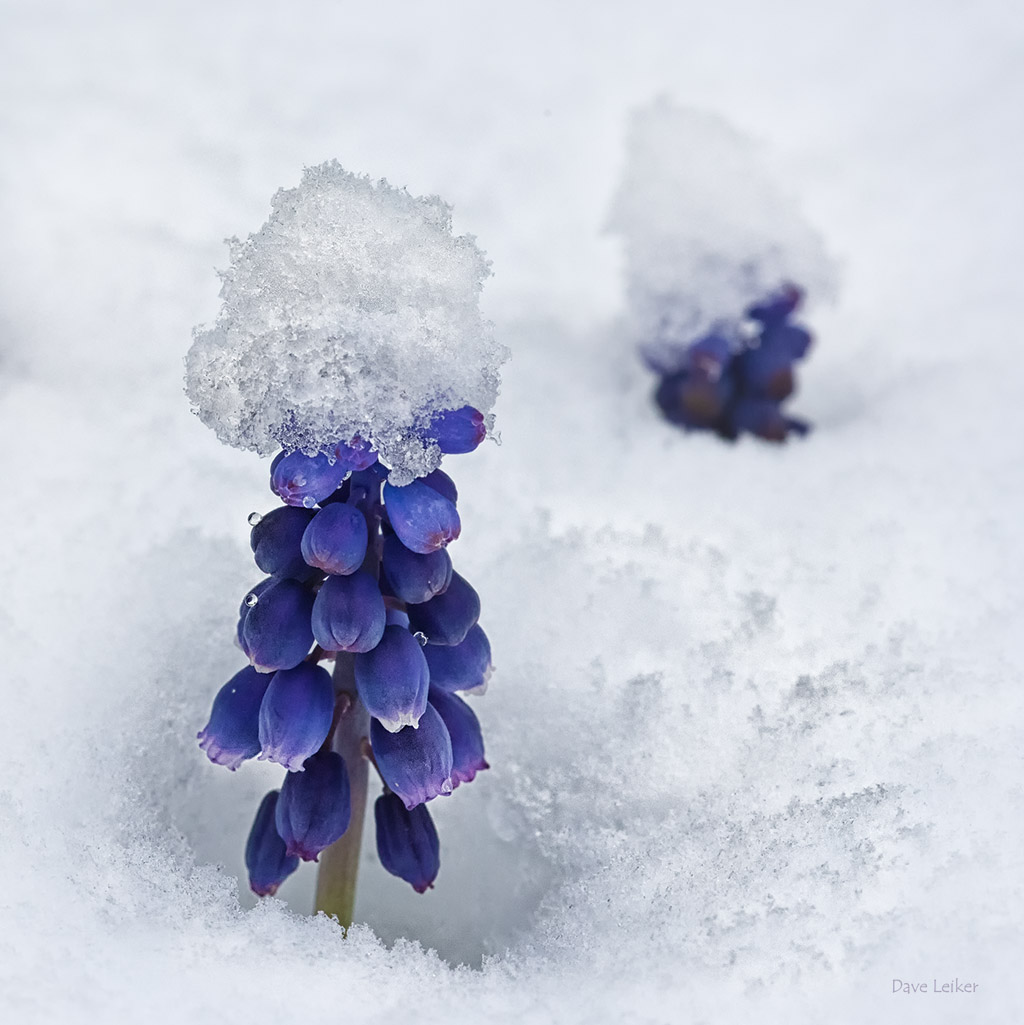 Snow-capped Grape Hyacinth