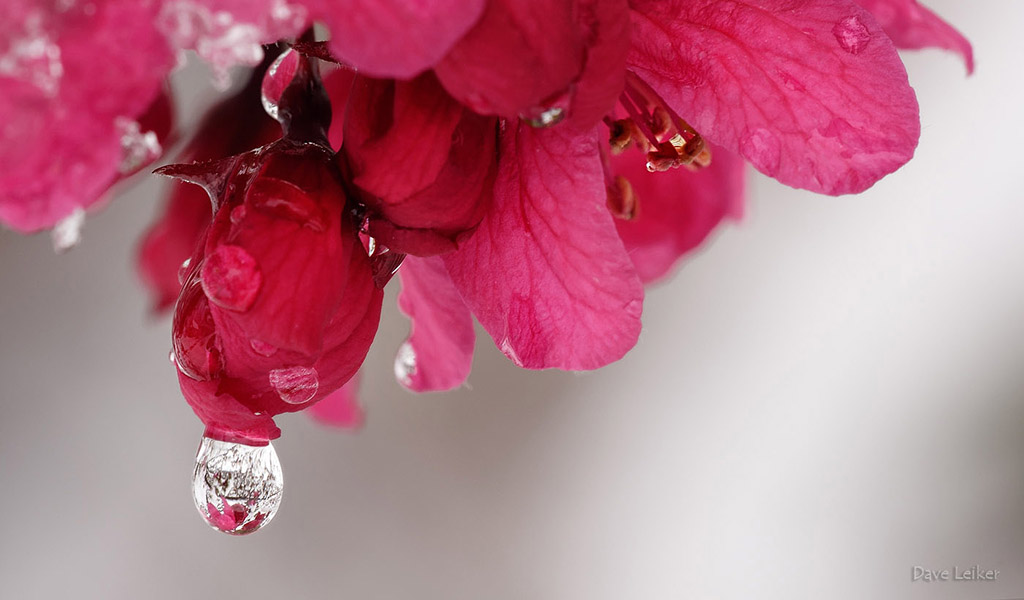 Crabapple and Snow-melt