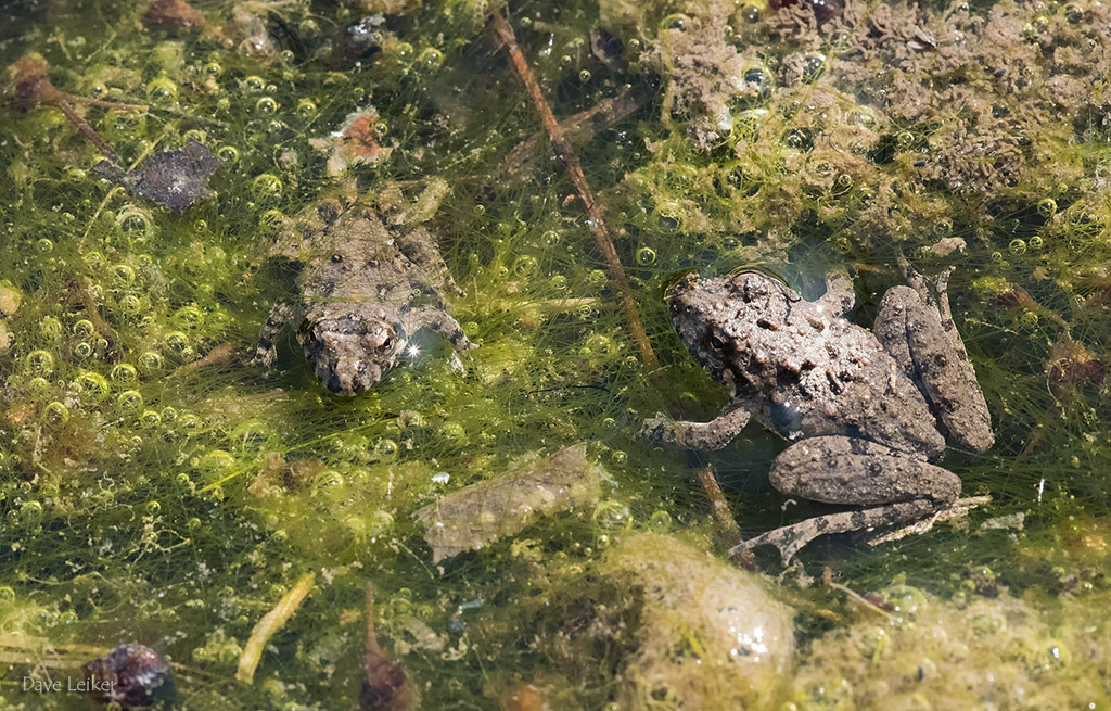 Cricket Frogs on Foamy Algae Bed