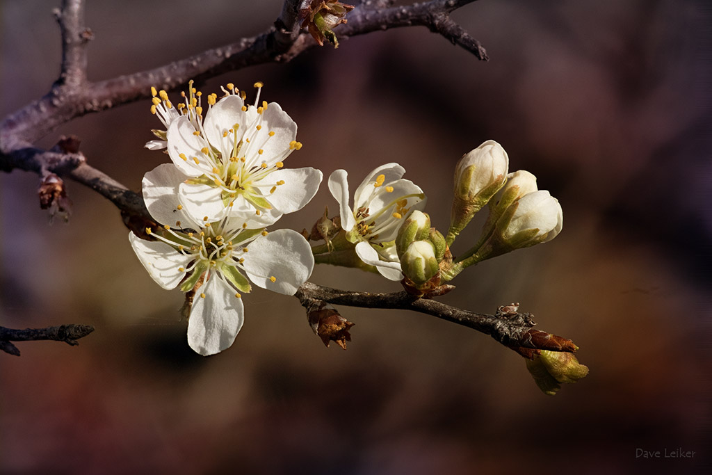 Sand Hill Plum Blossoms