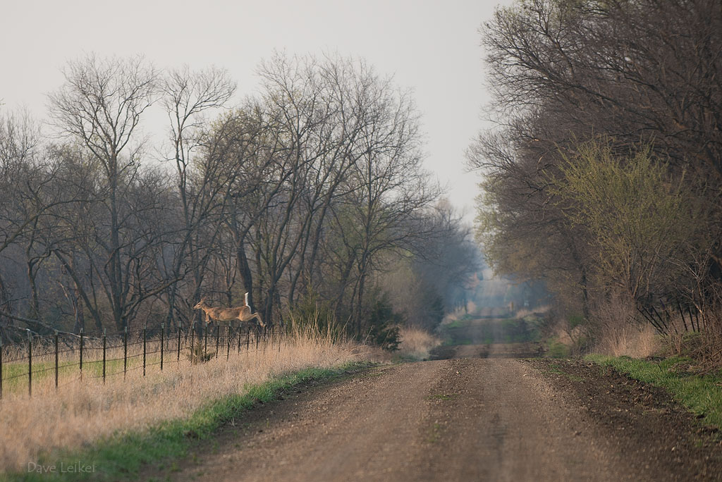 Country Road and Fence-jumping Deer