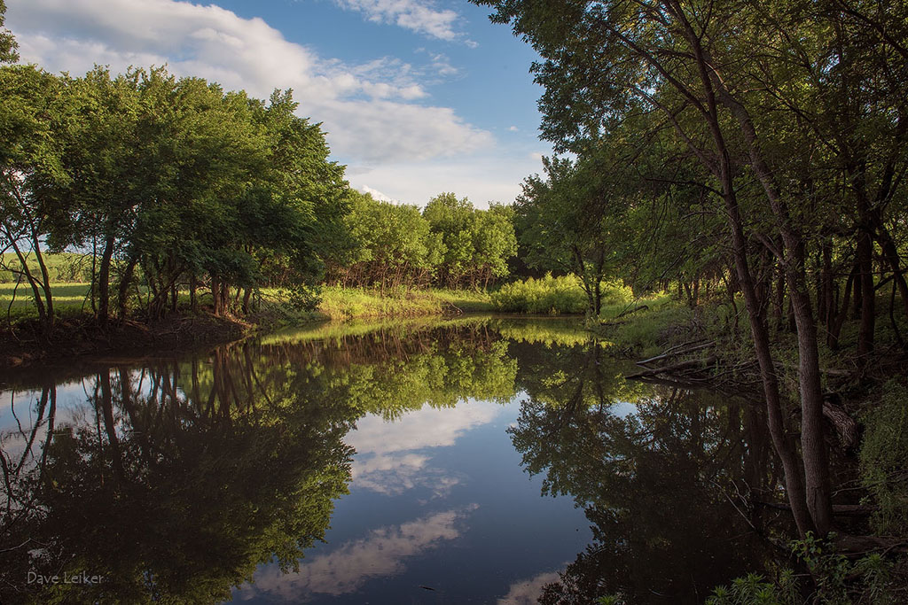 Reflecting Trees