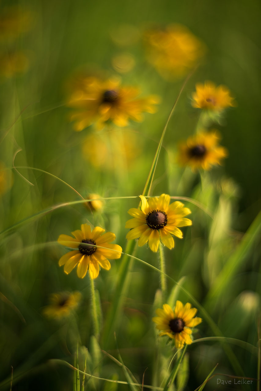 Black Eyed Susans