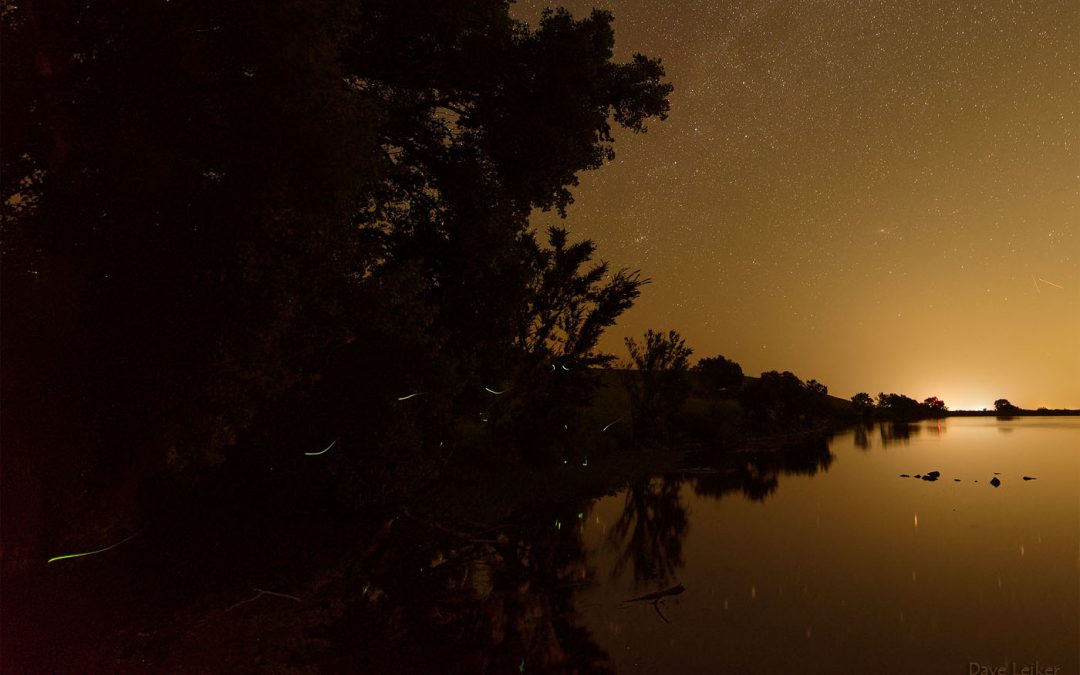 Fireflies at the Shoreline