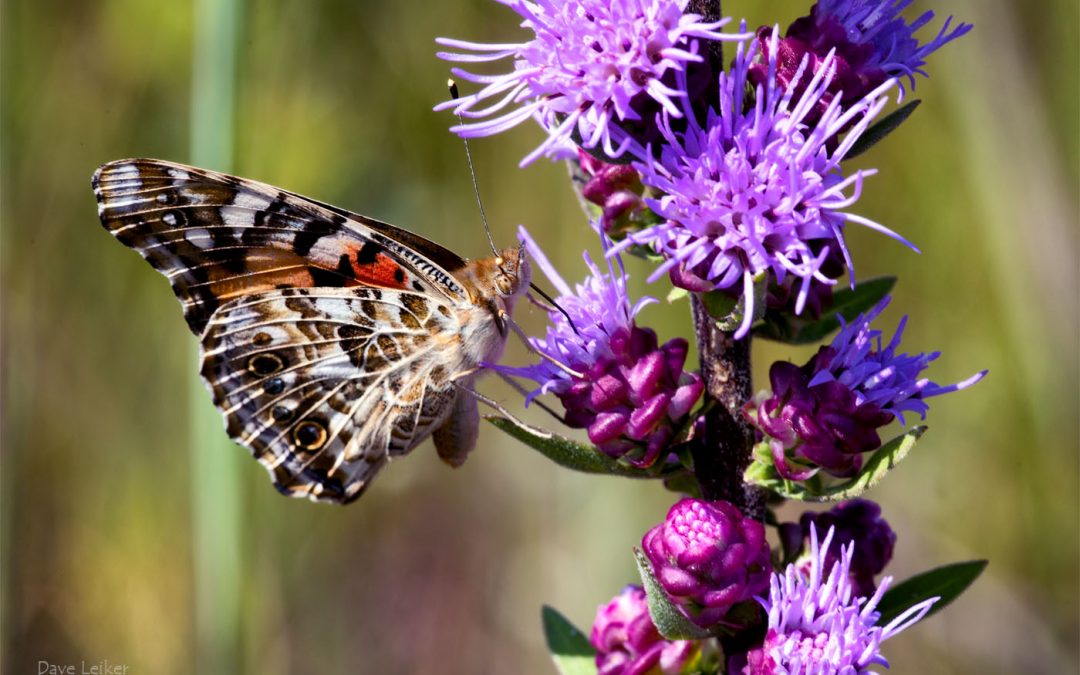 Painted Lady on Tall Gayfeather Wildflower