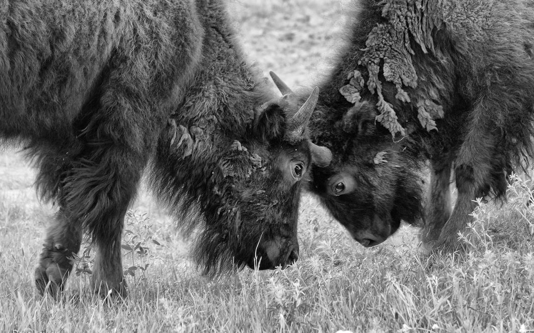 Bison Head-Butt