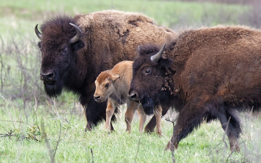 Bison Baby