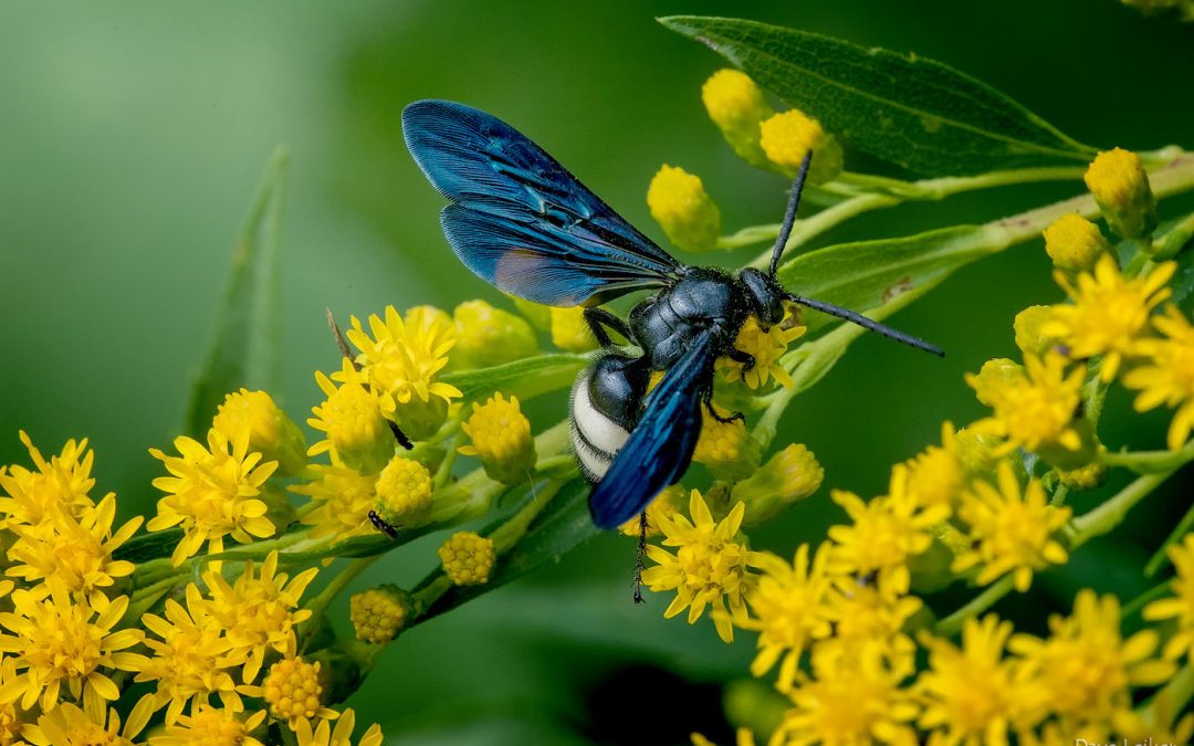 Double banded scoliid wasp on wingstem