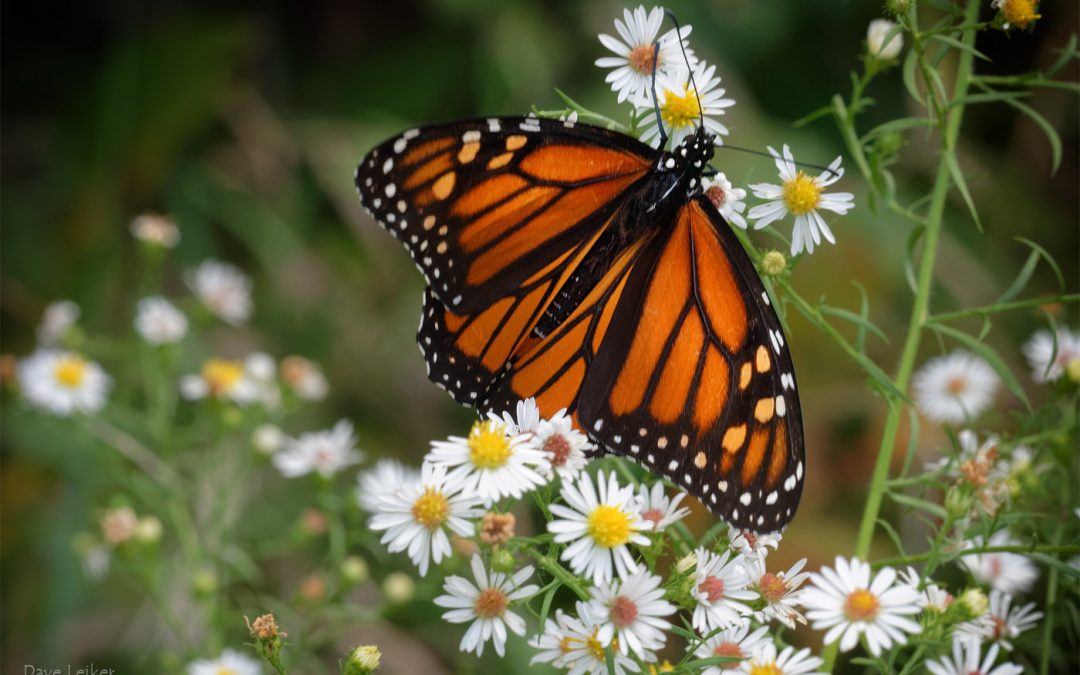 Among the Asters