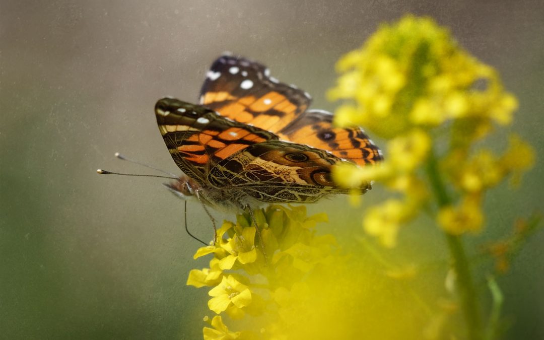 Painted Lady on Yellow Rocket