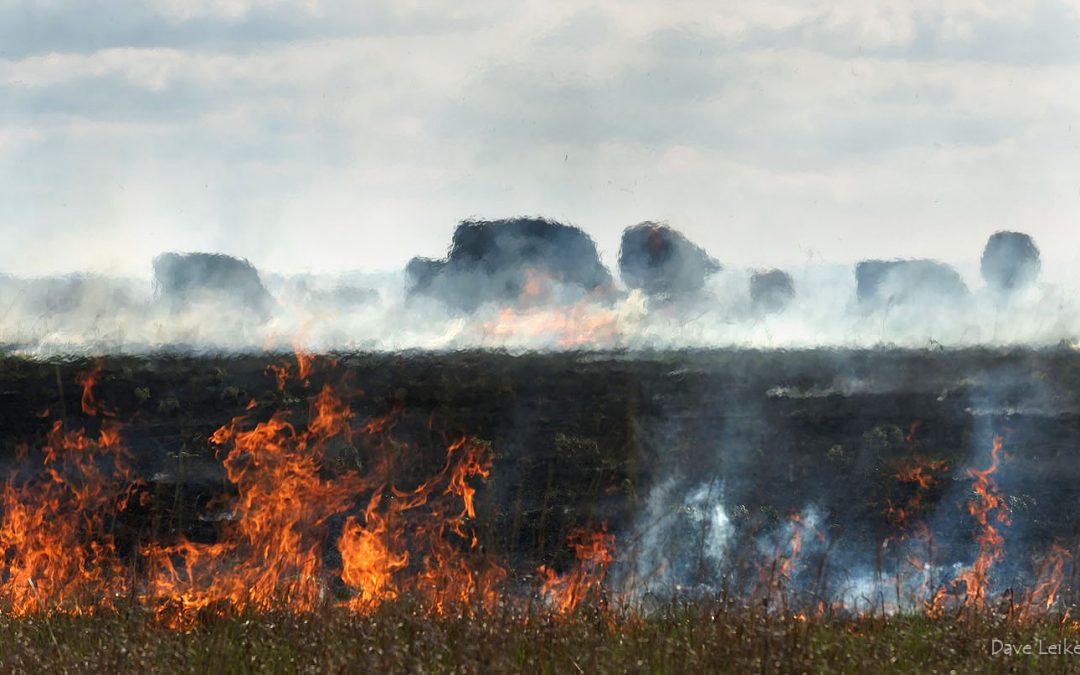 Smoke and Livestock