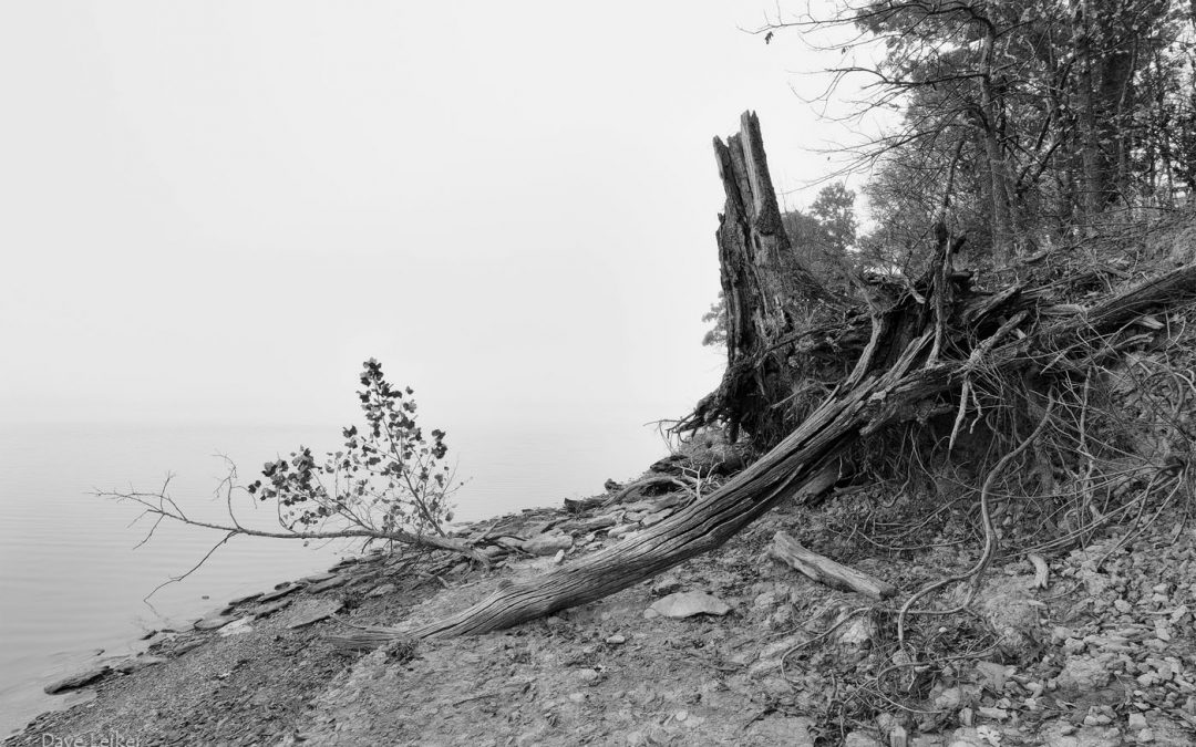 Melvern Shore and Fallen Tree