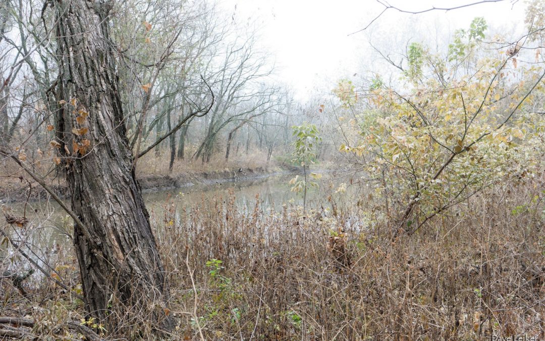 Tree and Creek – at Melvern Lake