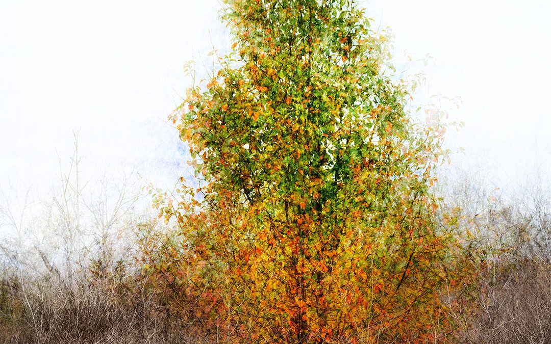 Autumn Tree