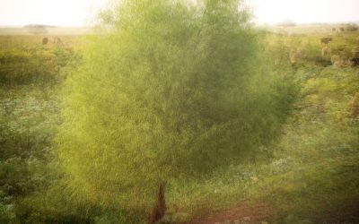 blended multiple exposure of a tree