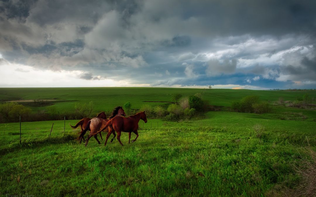 Horses Under a Gathering Storm