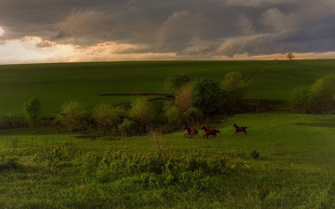 Running with the Storm