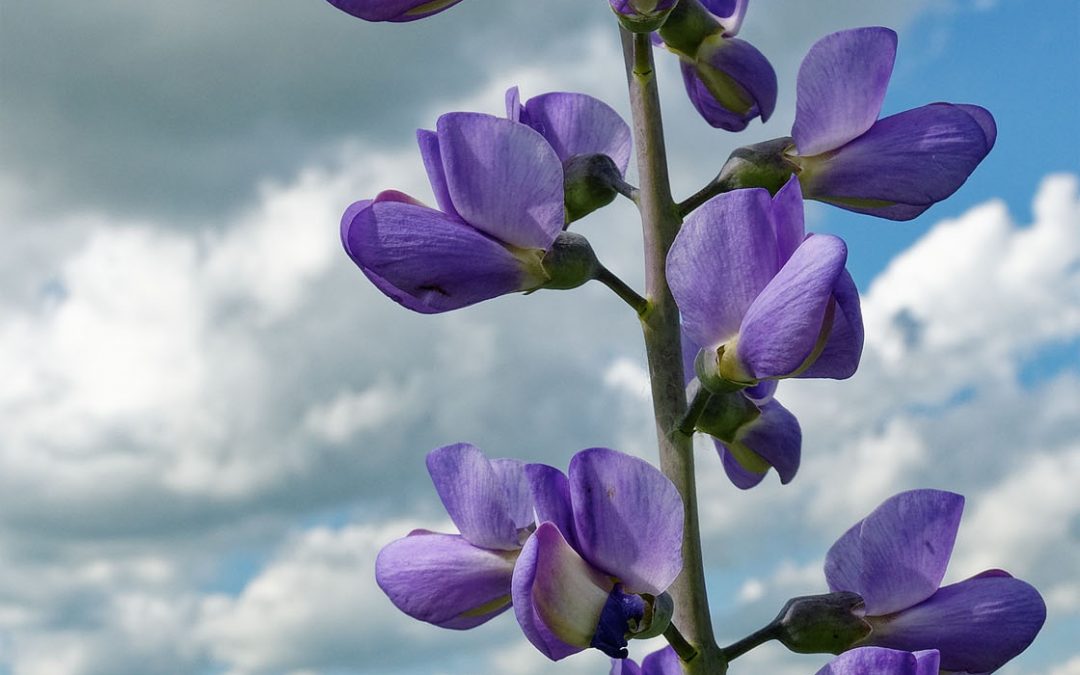 Blue Wild Indigo