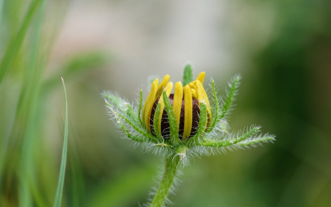 Black-eyed Susan Bud