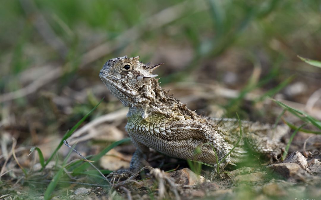 Horned Lizard (Horny Toad)