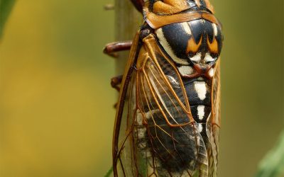 Cicada on sunflower stem