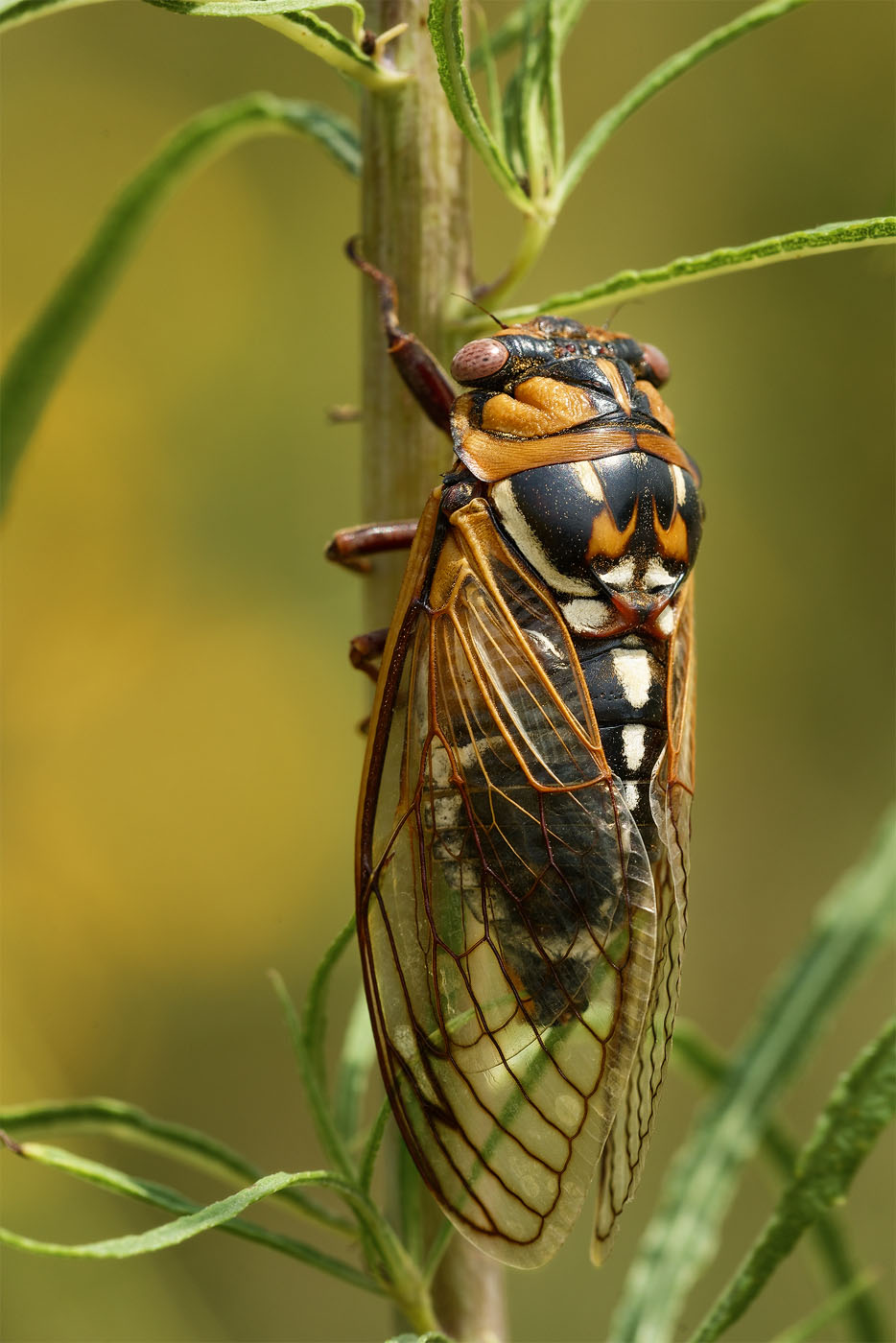 Giant Grassland Cicada