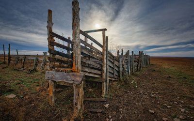 Rustic wooden cattle chute