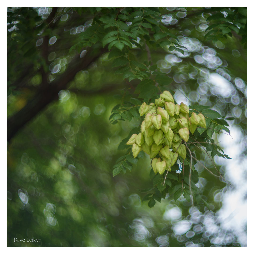 Seed Pods