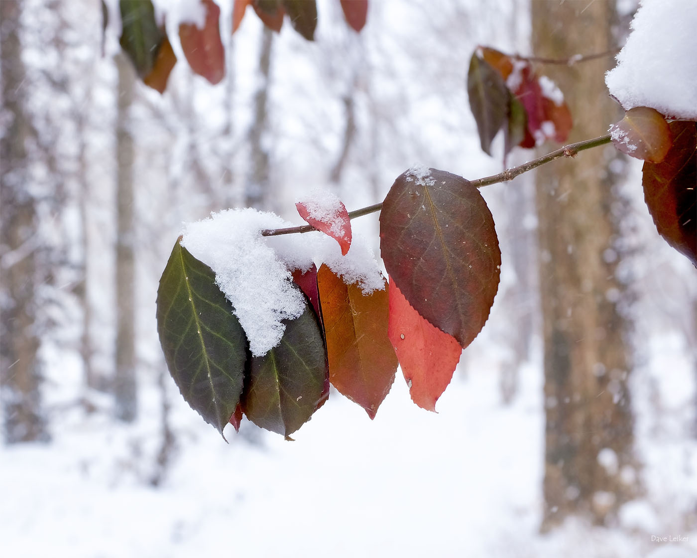 Leaves Along a Winter Woodland Trail