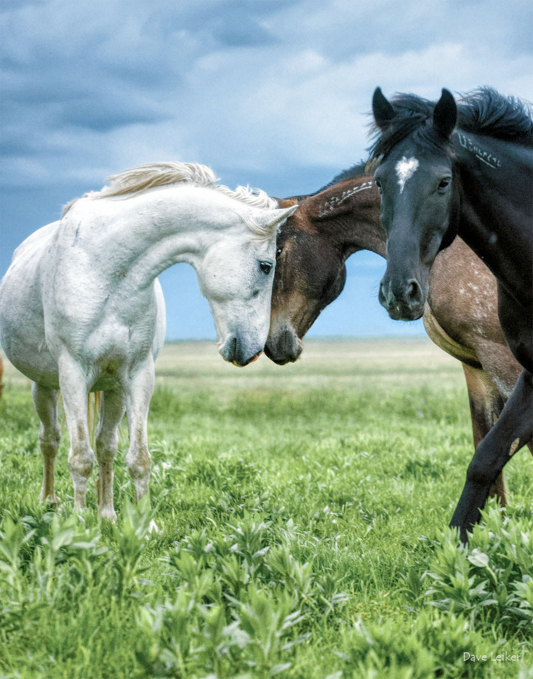 Wild Mustangs: Head Press