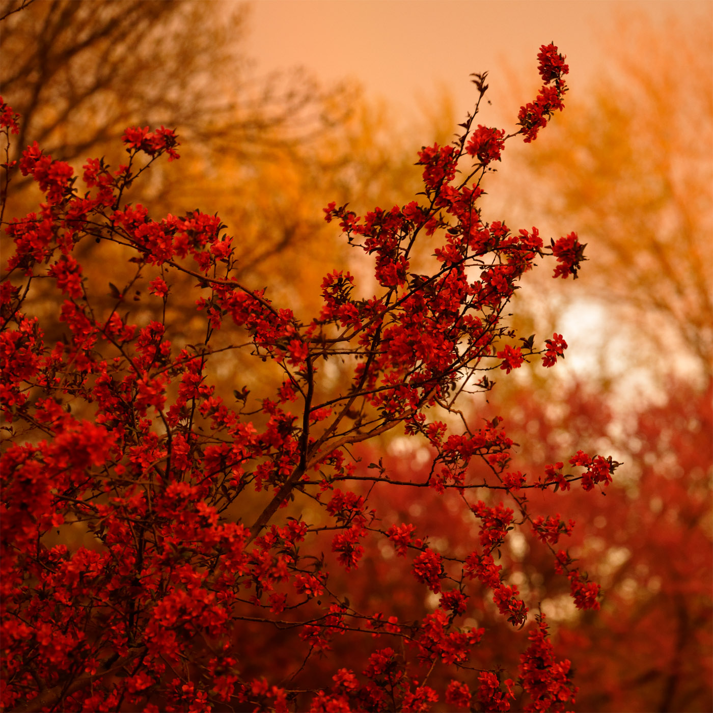 Crabapple Branch in Evening Light