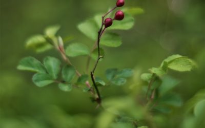 Red rose hips above fresh spring growth