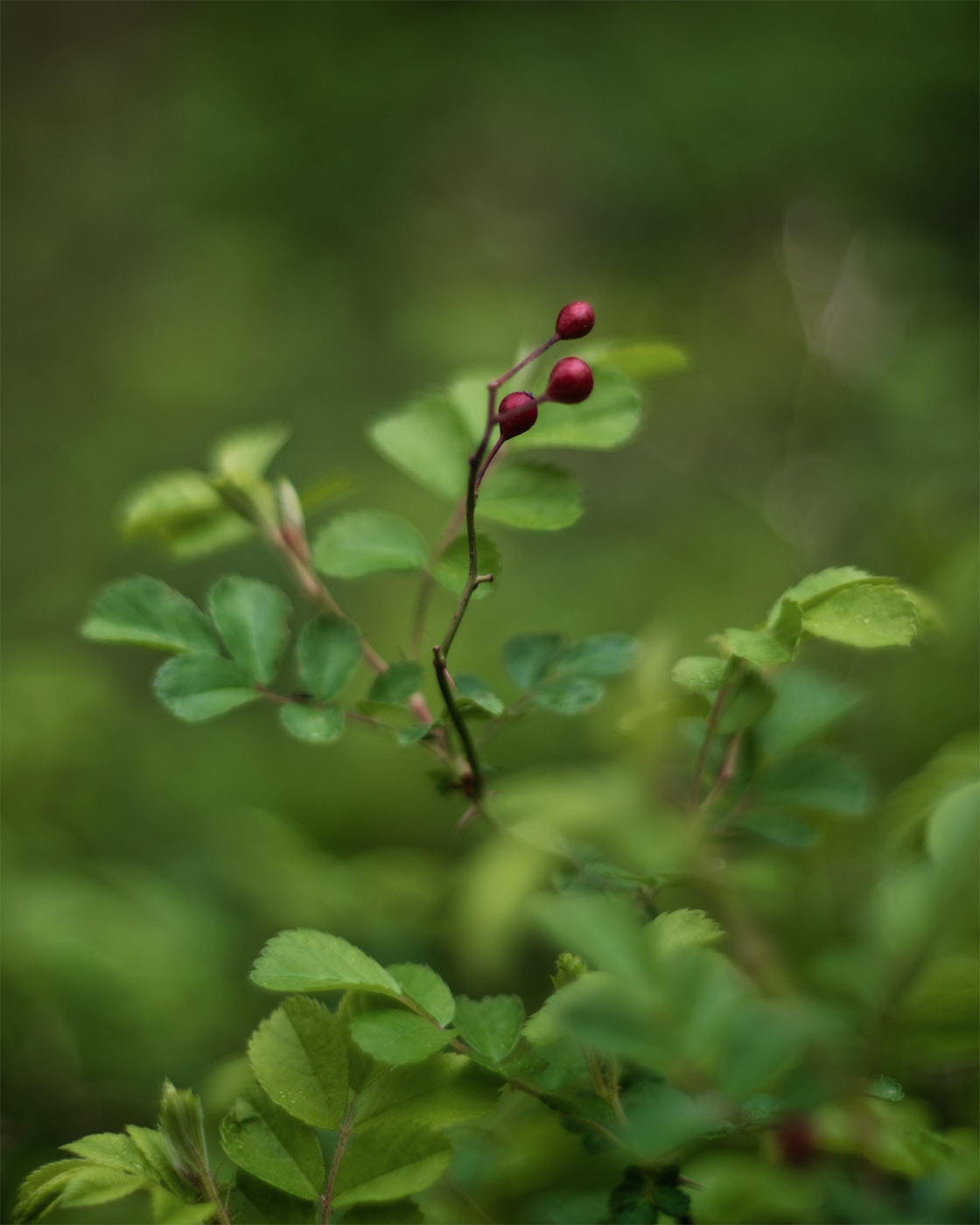 Last Season Rose Hips