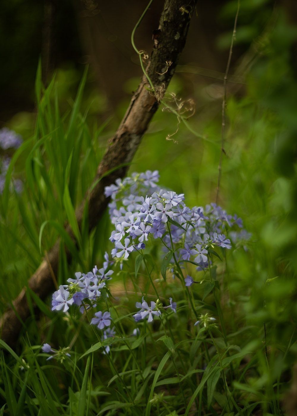 Blue Wild Phlox