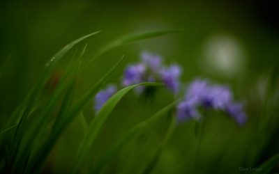 Green leaves with blurred colors in background