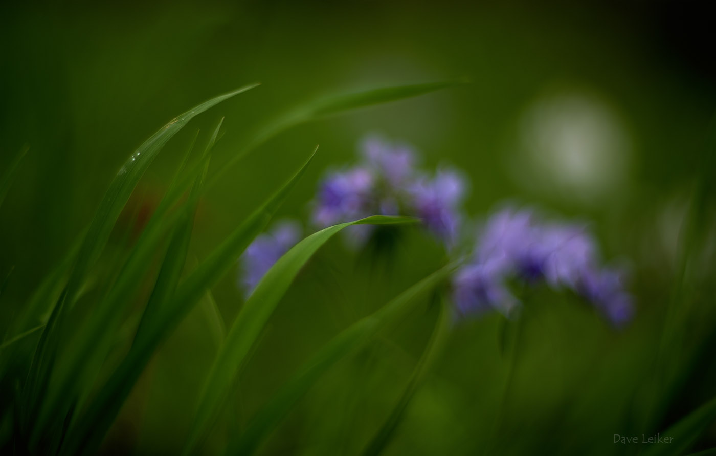 Fresh Greens and Out-of-focus Wild Blue Phlox