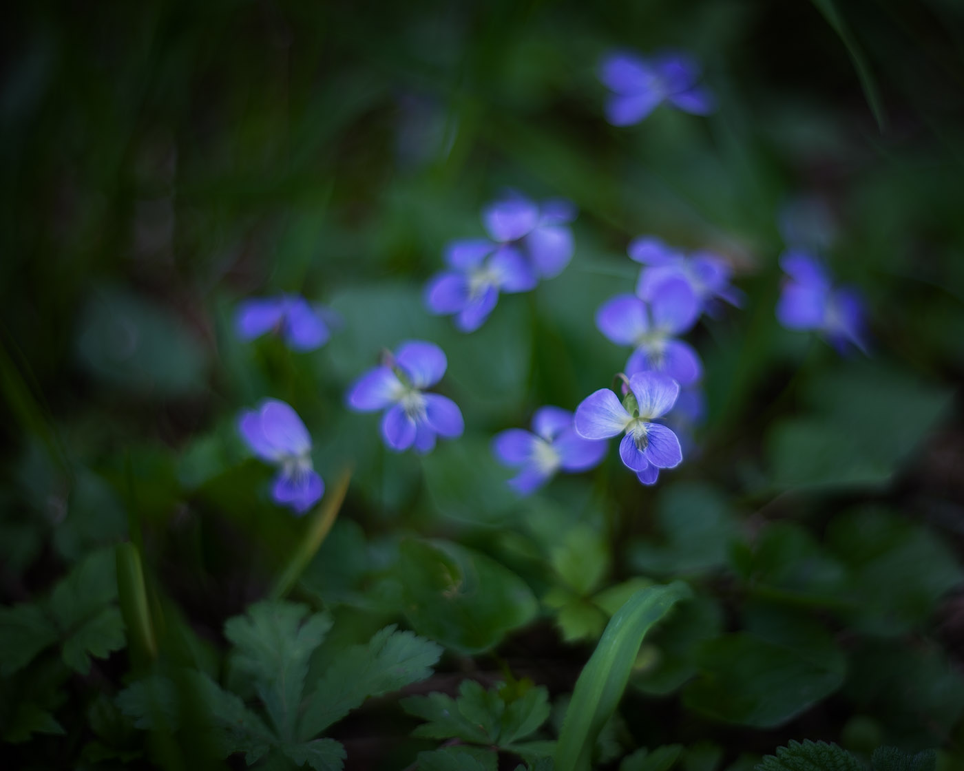 Prairie Violets