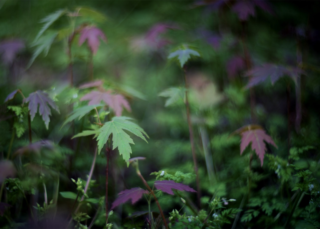 Silver Maple Seedlings