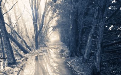 Flooded pathway through evergreens