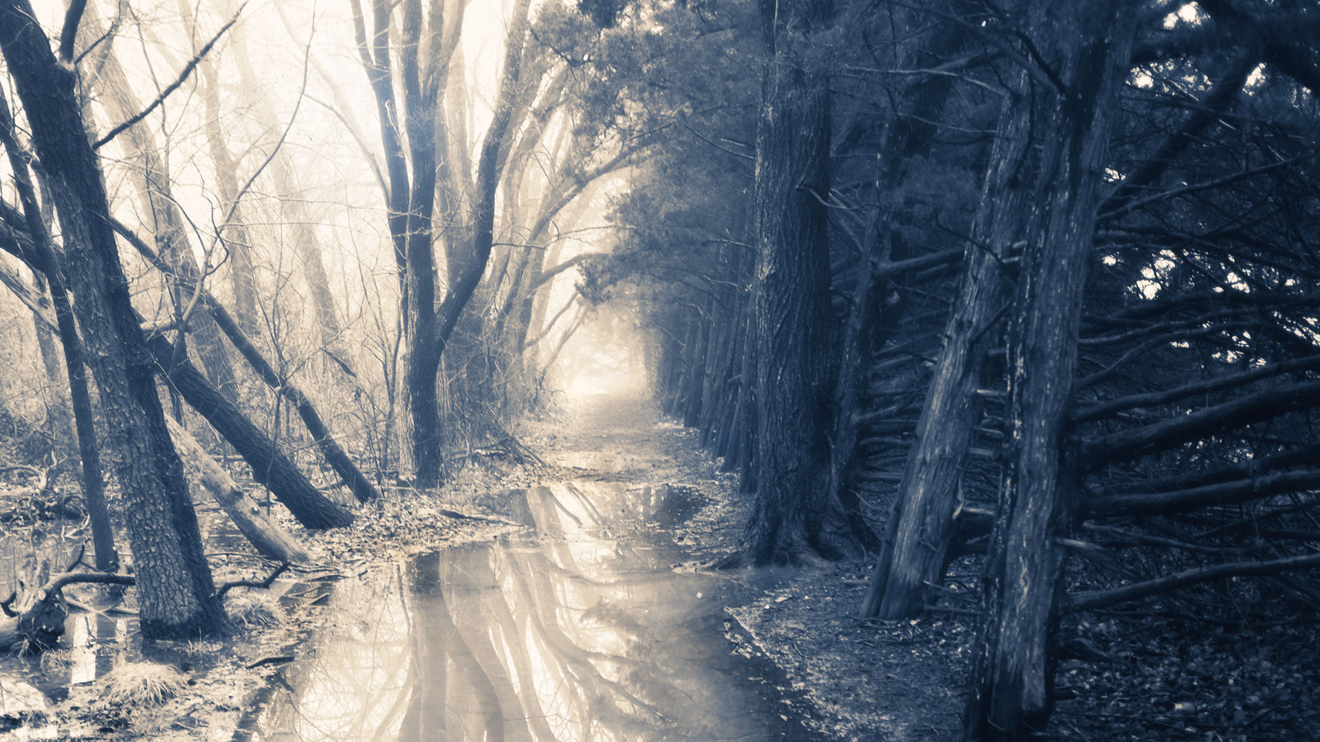 Campus Woods Pathway