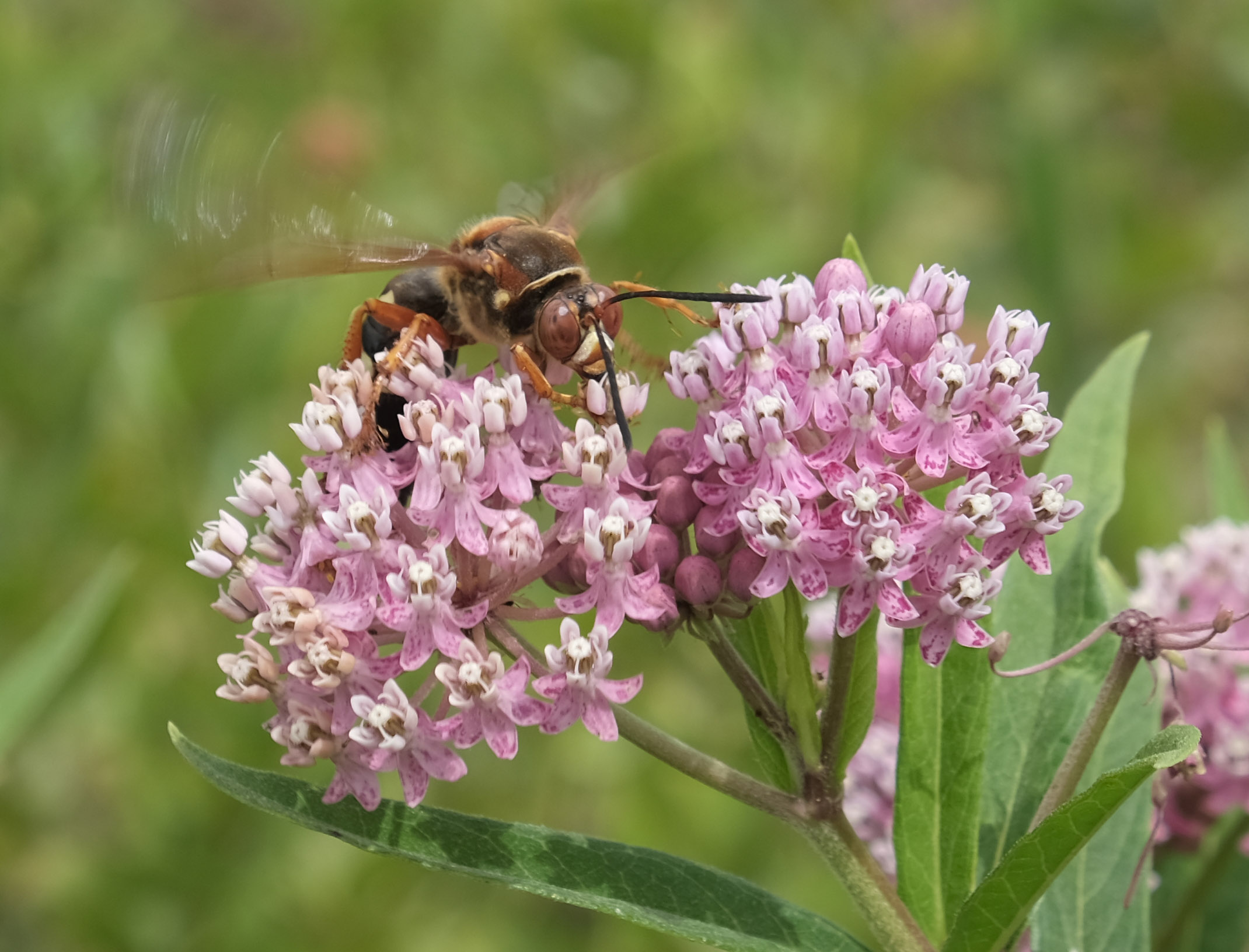 Paper Wasp on Swamp Milkweed