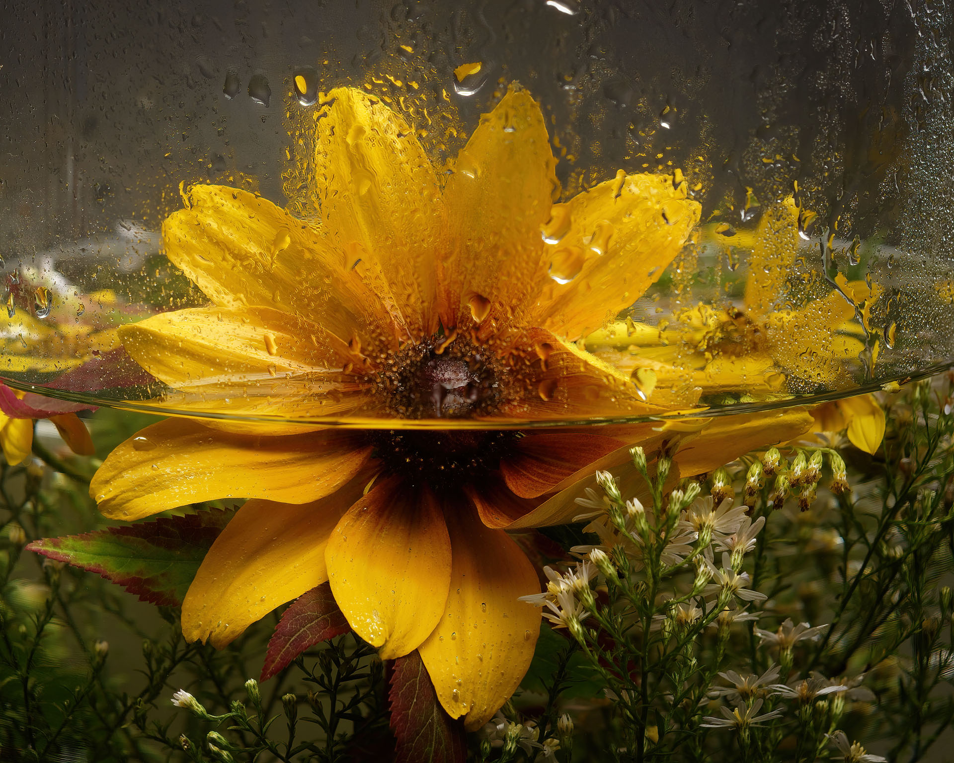 Blackeye Susan in Water