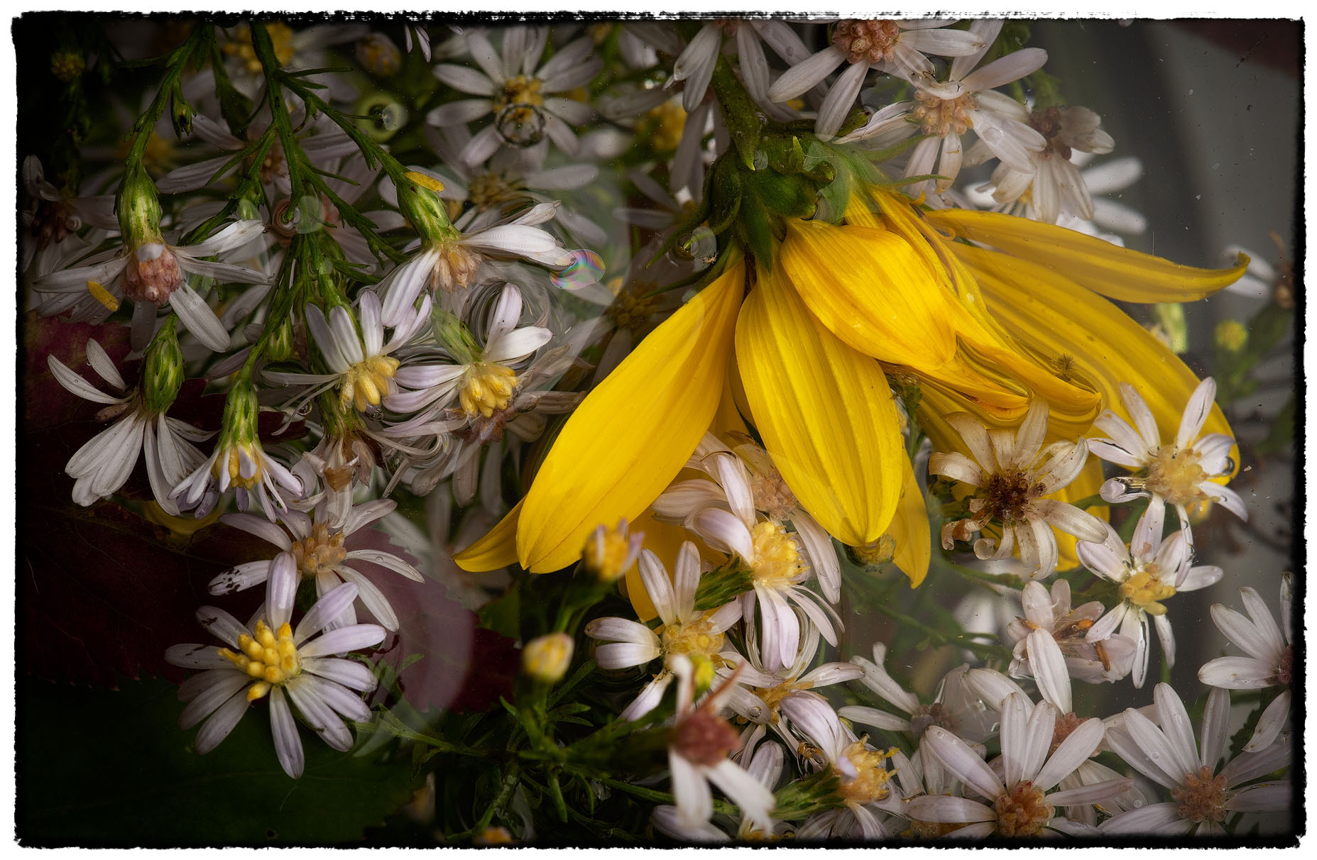 Asters and Sunflower Petals