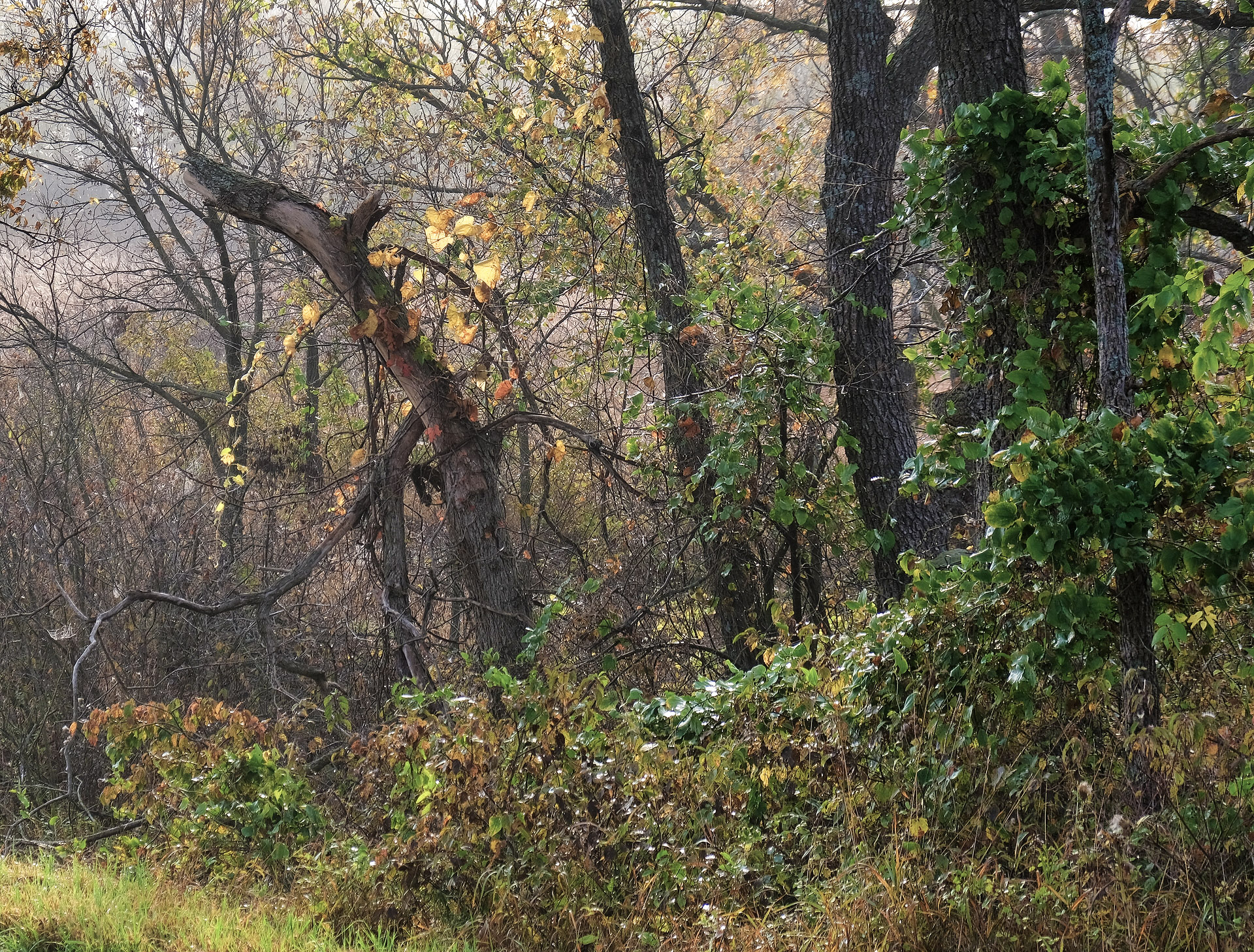 Autumn Branches