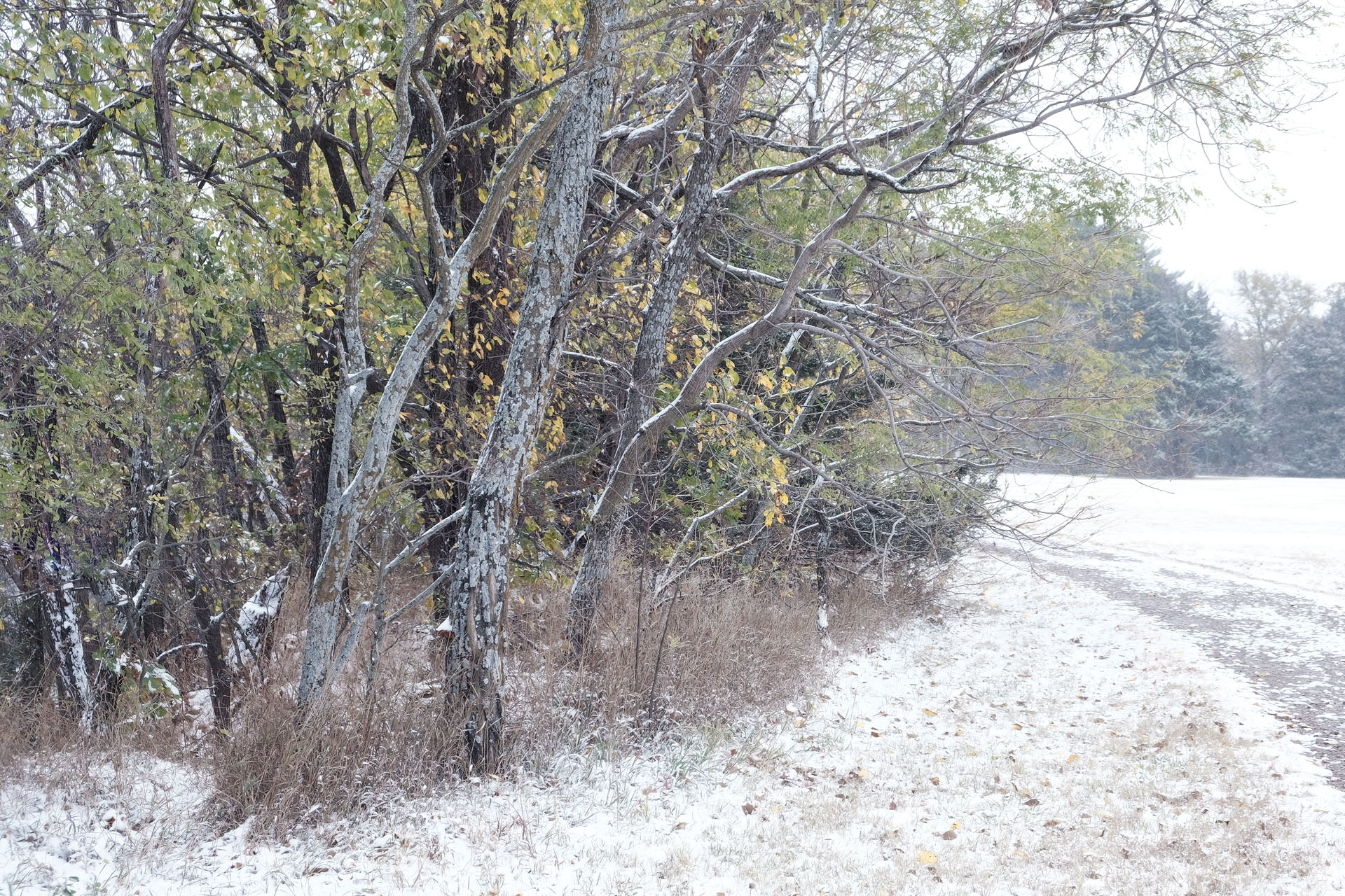 Autumn Trail, Snowfall